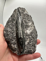 Natural Orthoceras Fossil Specimen #18