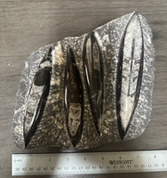 Orthoceras Fossil Plate #13