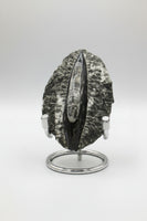 Natural Orthoceras Fossil Specimen #19