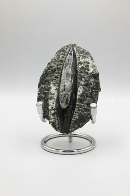 Natural Orthoceras Fossil Specimen #19