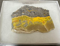 Bumblebee Jasper, Java, Indonesia #1