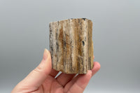 Petrified Wood Specimen #2