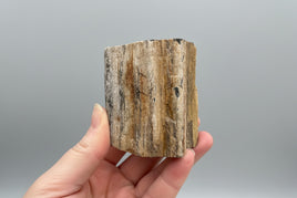 Petrified Wood Specimen #2