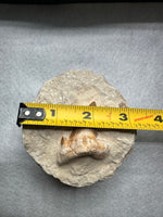 Otodus Shark Tooth, Eocene, Khouribga, Morocco on Matrix #2