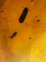 Fossil Insect Inclusion in Burmese Amber #2