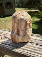 Petrified Wood Specimen #1