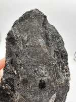 Natural Orthoceras Fossil Specimen #21