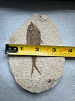 Fossil Fish, Eocene, Green River, Kemmerer, WY - Good Detail