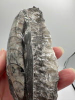 Natural Orthoceras Fossil Specimen #7