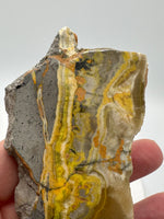 Bumblebee Jasper, Java, Indonesia #5