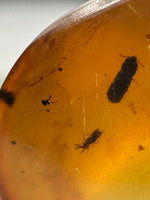 Fossil Insect Inclusion in Burmese Amber #2