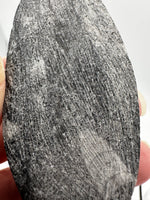 Natural Orthoceras Fossil Specimen #22
