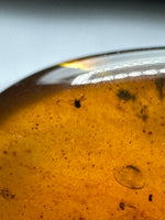 Fossil Insect Inclusion in Burmese Amber #6