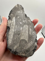 Natural Orthoceras Fossil Specimen #8