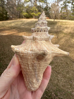 Assorted Shells for Crafts or Decor