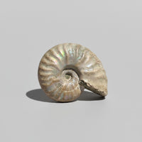 Ammonite Fossil #2