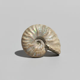 Ammonite Fossil #2