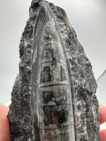Natural Orthoceras Fossil Specimen #8