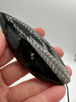 Natural Orthoceras Fossil Specimen #22