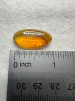 Fossil Insect Inclusion in Burmese Amber #7