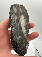 Natural Orthoceras Fossil Specimen #17