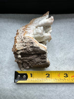 Withlacoochee River Agatized Coral #11