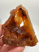Withlacoochee River Agatized Coral #2