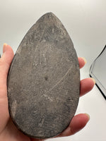 Natural Orthoceras Fossil Specimen #3