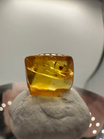 Fossil Insect Inclusion in Burmese Amber #9