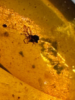 Fossil Insect Inclusion in Burmese Amber #6