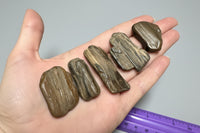 Petrified Wood from Missouri