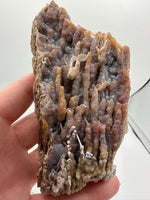 Withlacoochee River Agatized Coral #14
