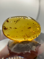 Fossil Insect Inclusion in Burmese Amber #3
