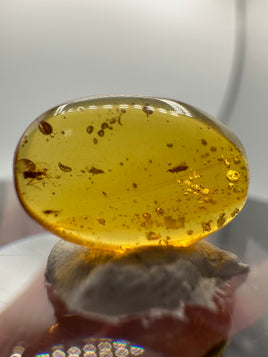 Fossil Insect Inclusion in Burmese Amber #3