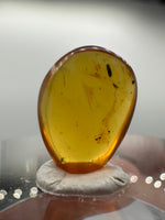 Fossil Insect Inclusion in Burmese Amber #2
