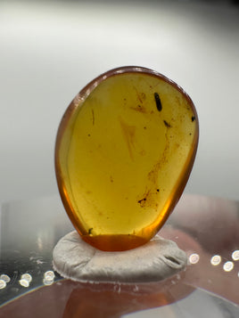 Fossil Insect Inclusion in Burmese Amber #2