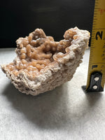 Withlacoochee River Agatized Coral #9