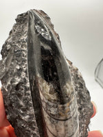 Natural Orthoceras Fossil Specimen #15