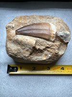 Mosasaur Tooth, Cretaceous, Oulad, Abdoun, Morocco