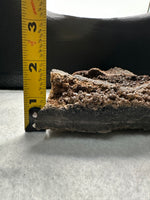 Permineralized Wood Specimen with Quartz Druzy