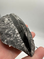 Natural Orthoceras Fossil Specimen #21