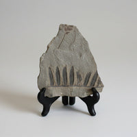 Coal Fossil Durham Mine Ga