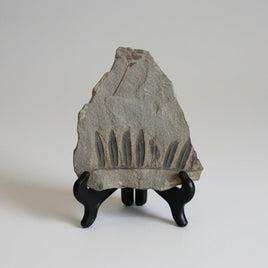 Coal Fossil Durham Mine Ga