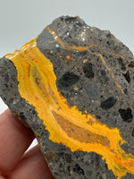 Bumblebee Jasper, Java, Indonesia #8