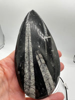 Natural Orthoceras Fossil Specimen #16