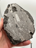 Natural Orthoceras Fossil Specimen #18