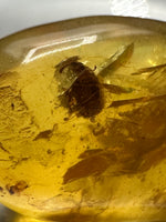 Fossil Insect Inclusion in Burmese Amber #10