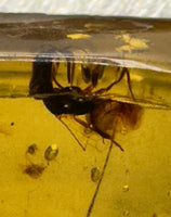 Fossil Insect Inclusion in Burmese Amber #8