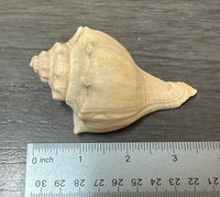 Assorted Shells for Crafts or Decor