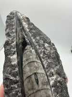 Natural Orthoceras Fossil Specimen #6